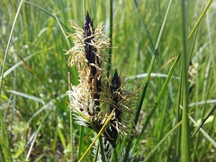Carex melanostachya