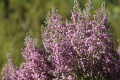 Erica hirtiflora