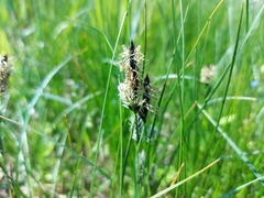 Carex melanostachya