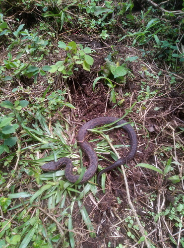 Photo of a Costa Rica Montane Pitviper (Cerrophidion sasai)