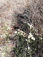 Baccharis salicifolia