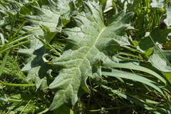Cynara tournefortii