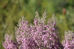 Erica hirtiflora