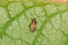 Cymus melanocephalus