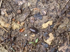 Protracheoniscus politus