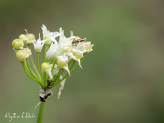 Pelonides quadrinotata