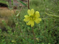 Hibbertia oblongata