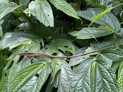 Takydromus stejnegeri