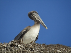 Pelecanus occidentalis