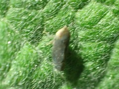 Scaphytopius loricatus