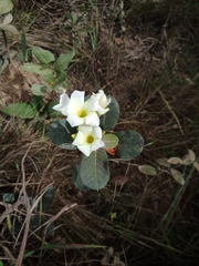 Odontadenia lutea