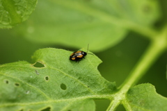 Phyllotreta tetrastigma