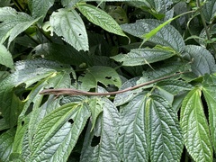 Takydromus stejnegeri