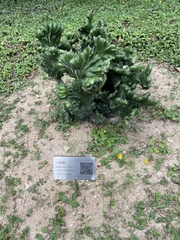 Euphorbia neriifolia