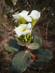Odontadenia lutea