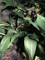 Aspidistra elatior