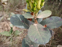 Odontadenia lutea
