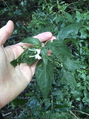 Rhinacanthus gracilis