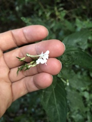 Rhinacanthus gracilis