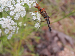 Strangalia virilis