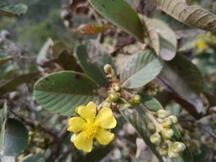 Davilla elliptica