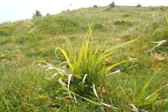 Brachypodium pinnatum