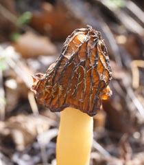 Morchella semilibera