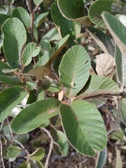 Davilla elliptica