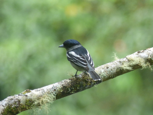 Pachyramphus polychopterus