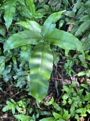 Grypothrix longipetiolata