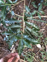 Tricalysia