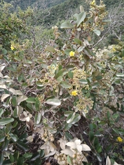 Davilla elliptica