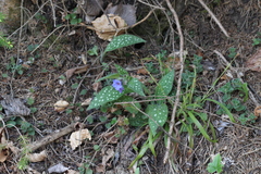Pulmonaria stiriaca