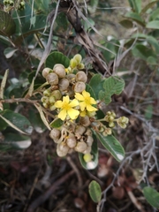 Davilla elliptica