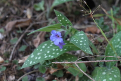 Pulmonaria stiriaca