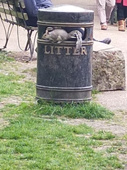 Sciurus carolinensis