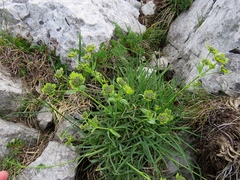 Bupleurum petraeum