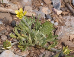 Ceratocephala falcata