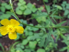 Angiospermae