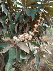 Miconia ferruginata