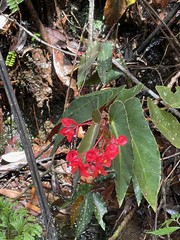 Begonia coccinea