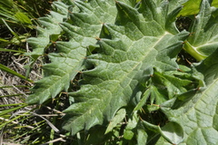 Cynara tournefortii