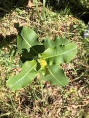 Asclepias amplexicaulis