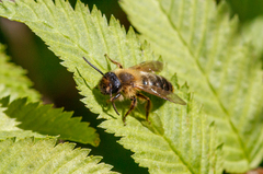 Andrena nigroaenea