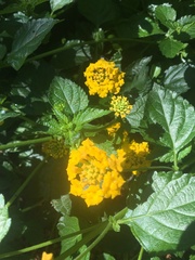 Lantana × hybrida
