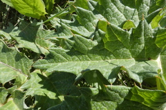 Cynara tournefortii