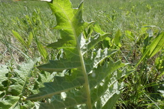 Cynara tournefortii