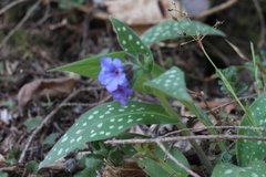 Pulmonaria stiriaca