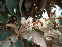 Miconia ferruginata