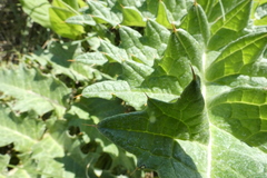 Cynara tournefortii